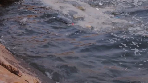 Plastic bottles and foam floating near the coast. Stock Footage 114291890