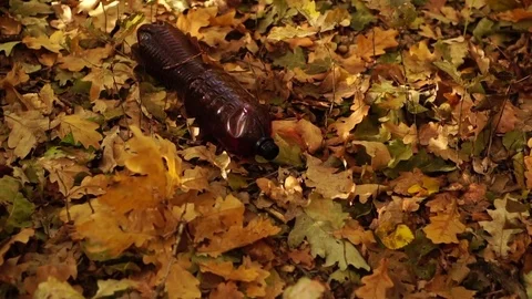 Plastic bottles are lying in the autumn forest. Stock Footage 81319157