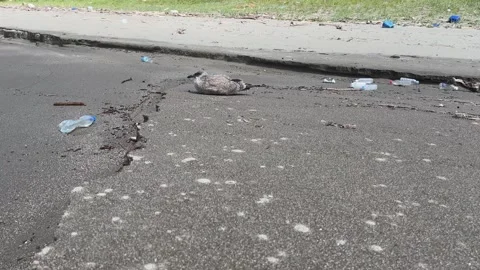 Plastic bottles on a beach rolling past a young seagull Stock Footage 247897002