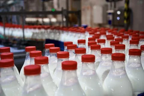 Plastic bottles filled with pasteurized milk on a factory conveyor. Stock Photos
