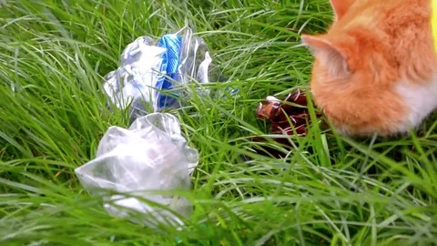 Plastic bottles, garbage lying in the grass, the cat sniffs them and leaves Stock Footage 106719622