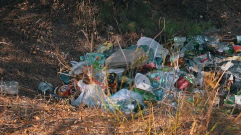 Plastic Bottles, Garbage Pile, Forest Pollution Stock Footage 284247661