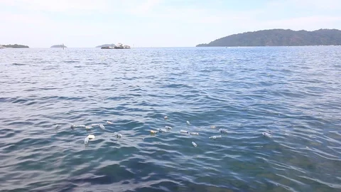 Plastic bottles on ocean Video stock 121981981
