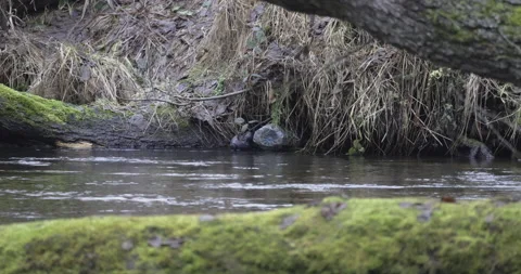 Plastic bottles in the river, 4K slomo Stock Footage 228879287