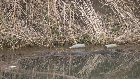 Plastic bottles in a river in Western Poland Stock Footage 125302512