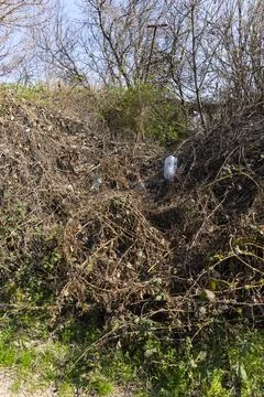 Plastic Bottles Trapped in Tree Branches, Environmental Pollution Stock Photos
