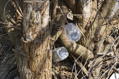 Plastic Bottles Trapped in Tree Branches, Environmental Pollution Stock Photos