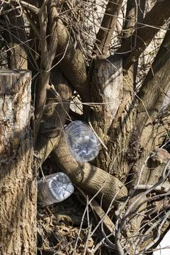 Plastic Bottles Trapped in Tree Branches, Environmental Pollution Stock-Fotos