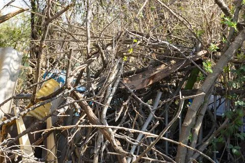 Plastic Bottles Trapped in Tree Branches, Environmental Pollution Stock-Fotos