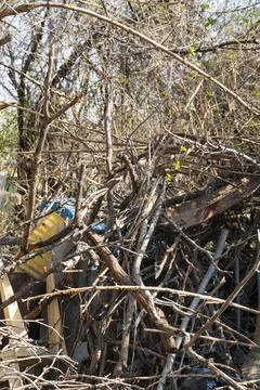 Plastic Bottles Trapped in Tree Branches, Environmental Pollution Stock-Fotos
