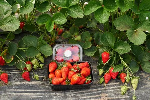 Plastic box full of freshly picked strawberries Stock Photos