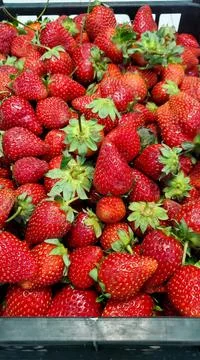 Plastic box full of ripe fragrant strawberries. Ripe large strawberries with Stock Photos