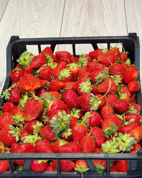 Plastic box full of ripe fragrant strawberries. Ripe large strawberries with Stock Photos