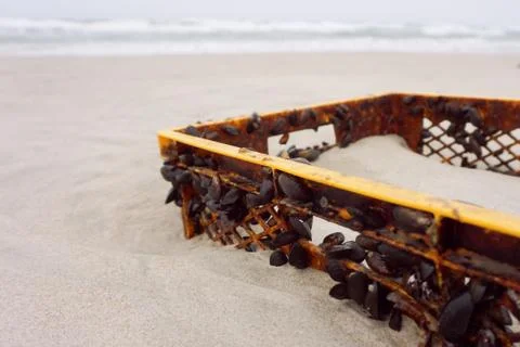 Plastic box overgrown with shells after sea storm. Pollution. Stock Photos