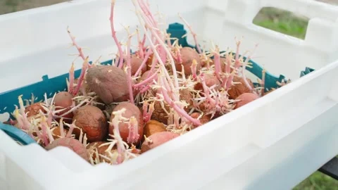 Plastic box with sprouted potatoes close-up. Seed potatoes have taken root Stock Footage 252068878