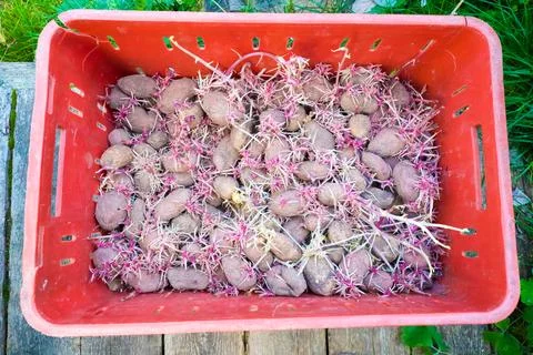 A plastic box with sprouted potatoes Stock Photos