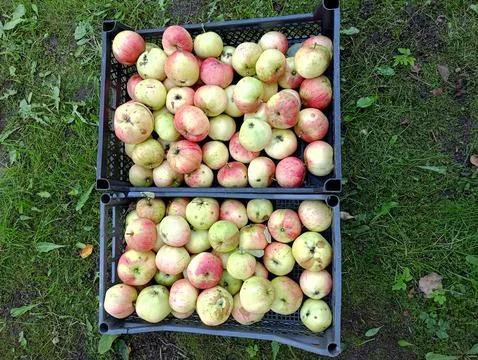 Plastic boxes with ripe apples on the grass in the garden Stock Photos