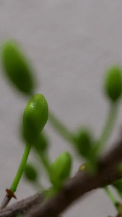 Plastic branch tree spring decoration in building green forest concept Stock-Footage 277023670