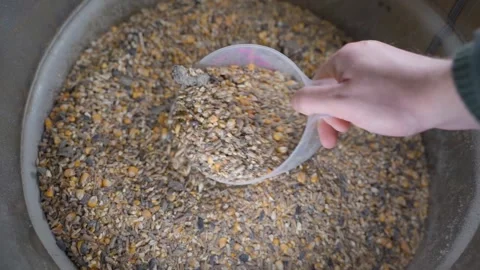 A plastic bucket is filled with a mixture for feeding chickens, close-up Stock Footage 322104588