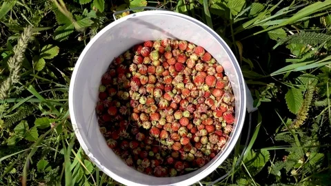 Plastic bucket with wild strawberries - Fragaria viridis Stock Footage