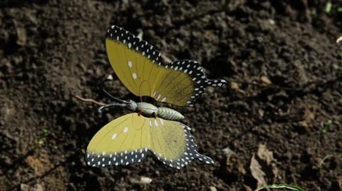 Plastic butterfly garden decoration in the wind Stock Footage 36282923
