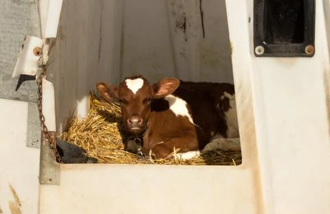 Plastic calf pen Stock Photos