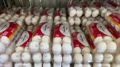 Plastic cartons of cage free eggs Video stock 233302396