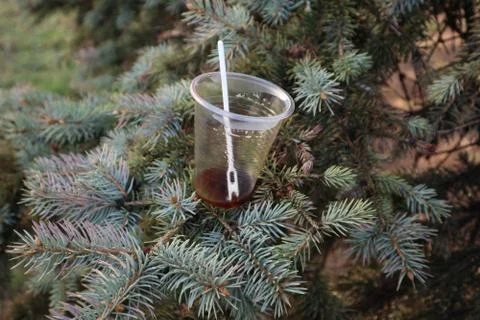 A plastic coffee cup is under the spruce Stock Photos
