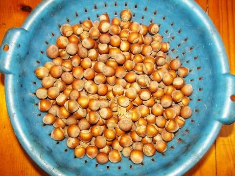 Plastic Colander with Hazelnuts on Wooden Table Stock Photos