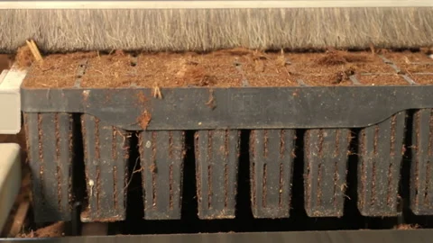 Plastic container with earth. Seeds for tree seedlings. Landscaping the planet Stock Footage 176363236