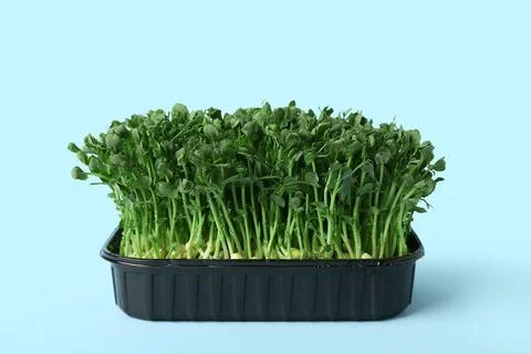 Plastic container with fresh micro green on blue background Stock Photos