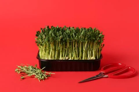 Plastic container with fresh micro green and scissors on red background Stock Photos