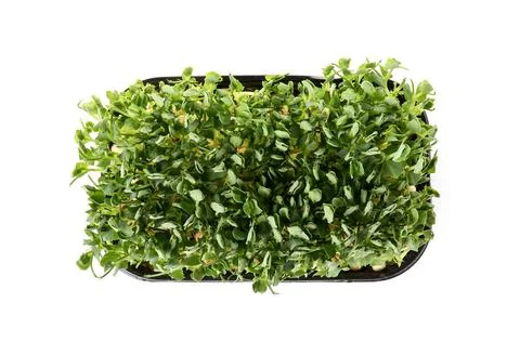 Plastic container with fresh micro green on white background Stock Photos
