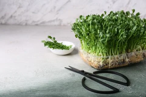 Plastic container with fresh micro green and scissors on white grunge backgro Stock Photos