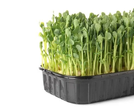 Plastic container with fresh micro green on white background Stock Photos