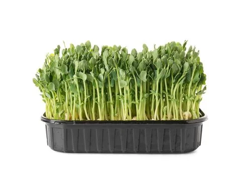 Plastic container with fresh micro green on white background Stock Photos