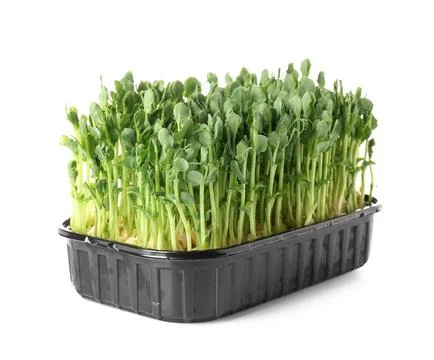Plastic container with fresh micro green on white background Stock Photos