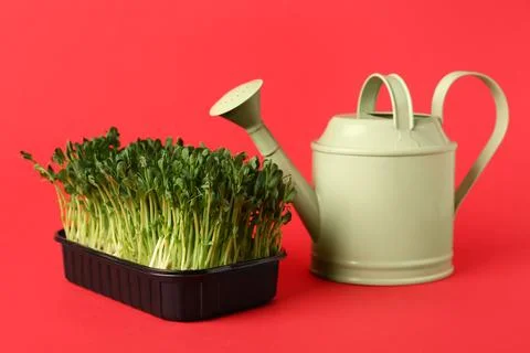 Plastic container with fresh micro green and watering can on red background Stock Photos