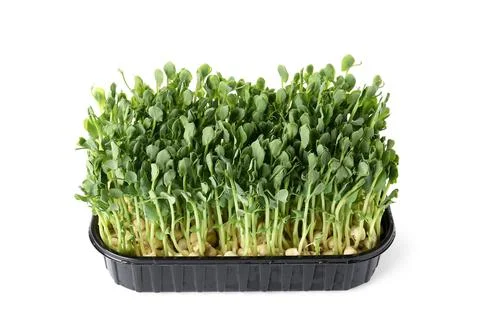 Plastic container with fresh micro green on white background Stock Photos