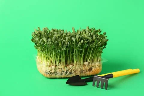 Plastic container with fresh peas micro green, shovel and rake on color backg Stock Photos