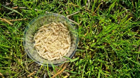 Plastic container with live maggots and sawdust on green grass Stock Photos