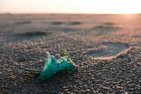 Plastic container on sandy sea coast polluted ecosystem,planet save concept Stock Photos