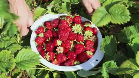 Plastic container of strawberries collected in the garden. Strawberries in the Video stock 219787319