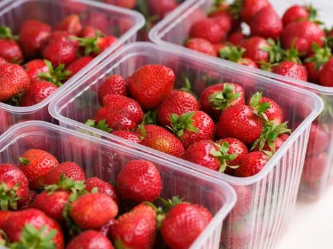 Plastic containers full of organic red strawberries Stock Photos