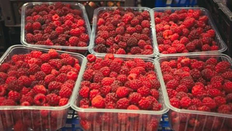 Plastic containers with raspberries. Stock Photos