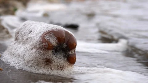 Plastic contamination of the aquatic environment. Close-up of a plastic bottle Stock Footage 116996415
