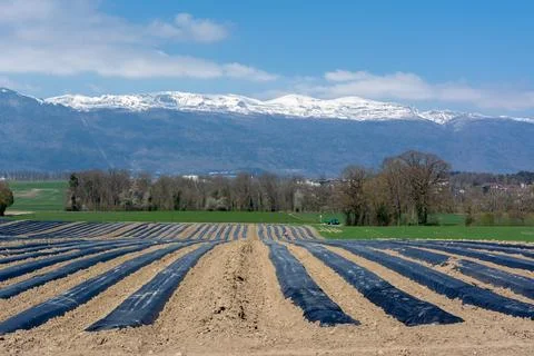 Plastic covered crop rows with snowcapped mountains in spring Stock Photos