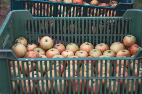 Plastic crate full of picked red and yellow organic apples from the apple orc Stock Photos