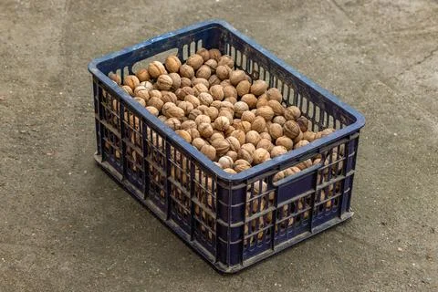 Plastic crate full of unpeeled walnuts on concrete floor Stockfoto's