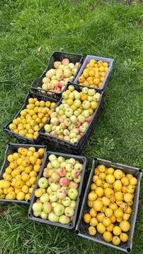 Plastic Crates Full of Apples on Grass Outdoor Harvest Stock Photos